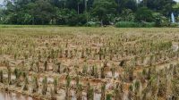 Kondisi Lahan Pasca Panen Desa Sumber Sari