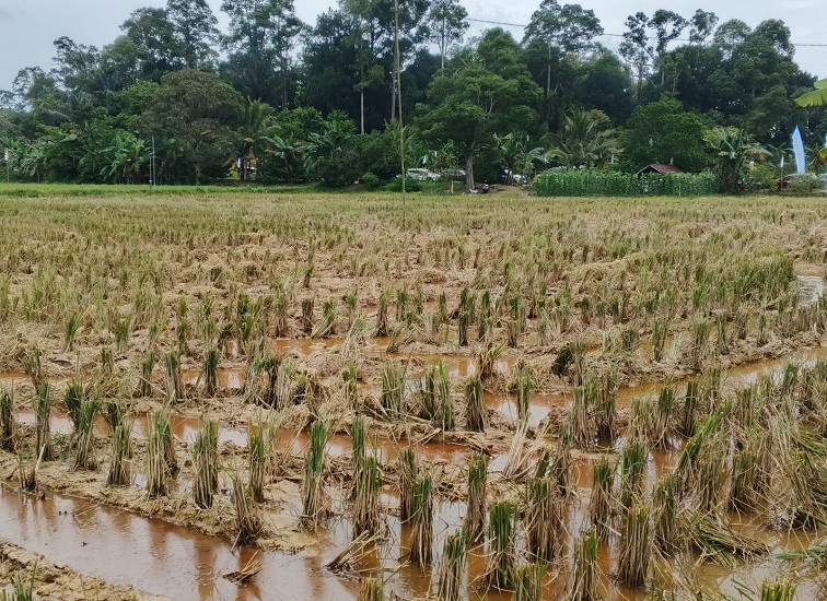 Kondisi Lahan Pasca Panen Desa Sumber Sari