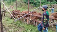 Ternak Sapi Milik Warga di Kukar