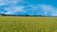Hamparan Sawah di Desa Sumber Sari