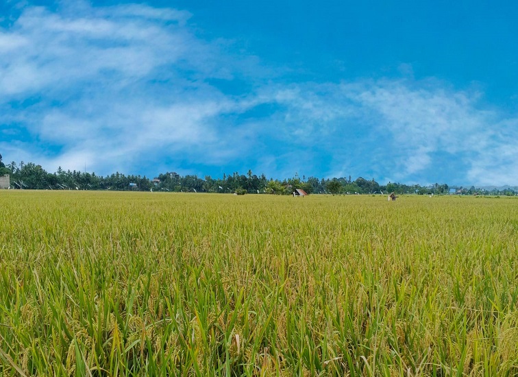Hamparan Sawah di Desa Sumber Sari