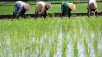 Para Petani di Kukar yang Tengah Menanam Padi 