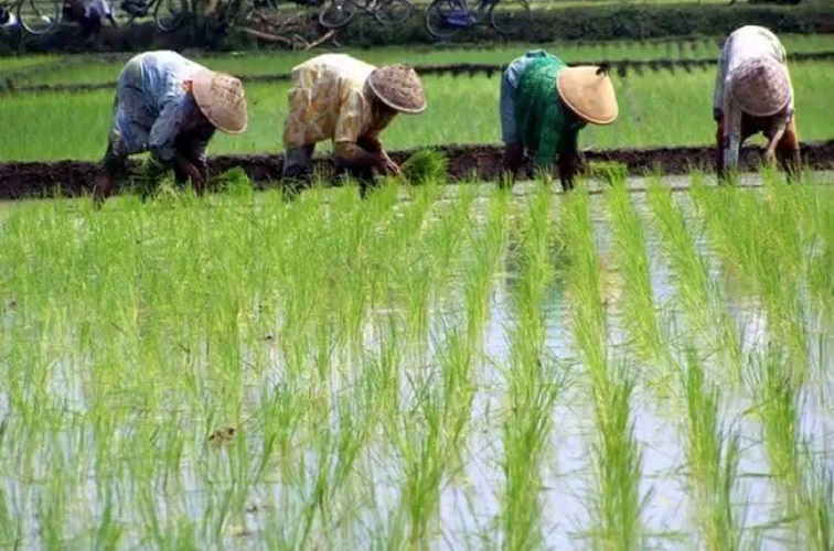 Para Petani di Kukar yang Tengah Menanam Padi 