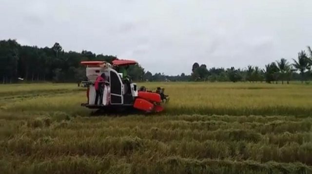 Kegiatan Pertanian di Marangkayu