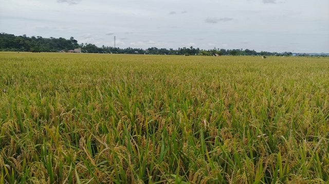Hamparan Sawah di Desa Sumber Sari