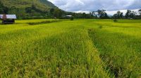 Sawah Milik Seorang Warga di Kukar yang Mendekati Masa Panen