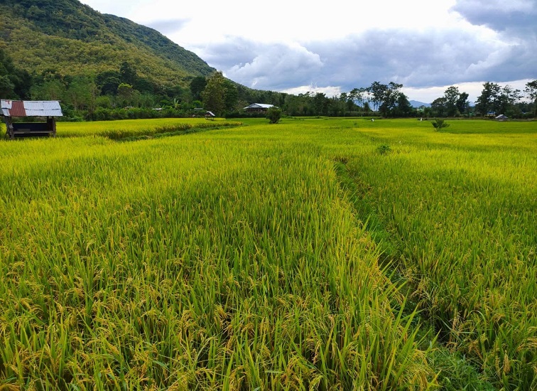 Sawah Milik Seorang Warga di Kukar yang Mendekati Masa Panen