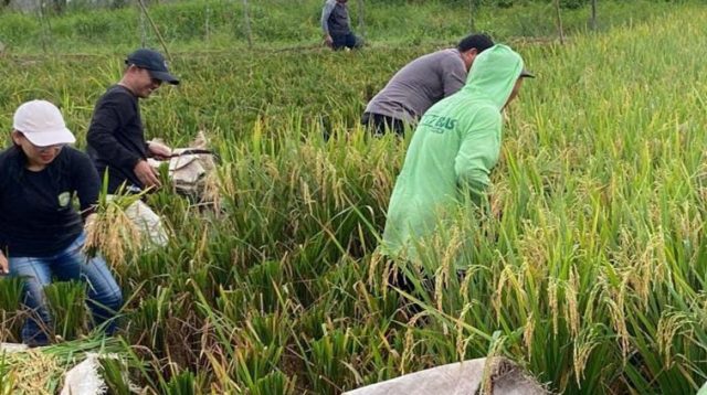 Aktivitas Petani di Desa Loa Duri Ulu