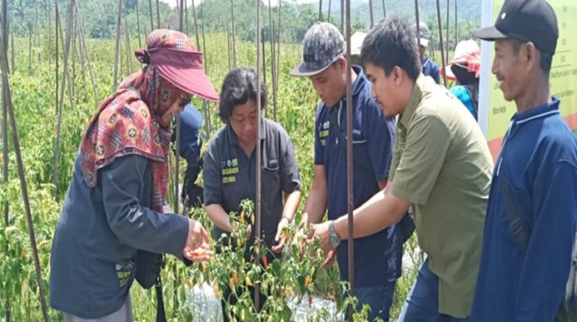 Petani Cabai Desa Bhuana Jaya