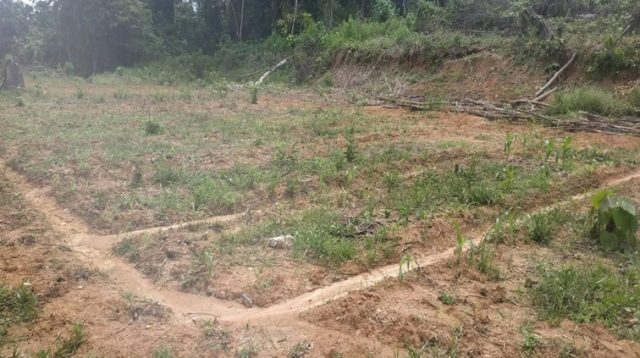 Lahan Siap Tanam di Kecamatan Tenggarong, Kabupaten Kukar