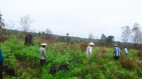 Pembukaan Lahan Oleh Petani di Kecamatan Muara Kaman