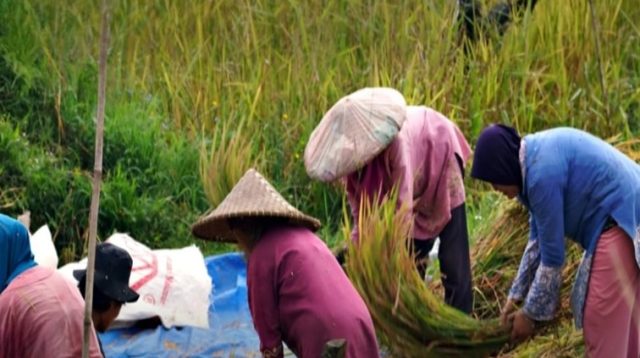 Aktivitas Petani di Kukar