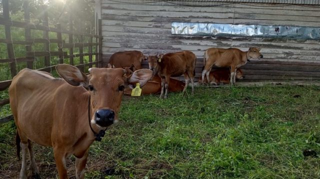 Peternakan Sapi Milik Warga di Kukar
