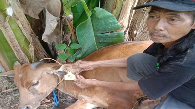 Bantuan Ternak Sapi yang Mengalami Kematian