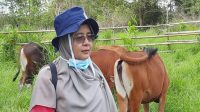 Staf Bidang Peternakan dan Kesehatan Hewan Distanak Kukar, Nelva Aflinda