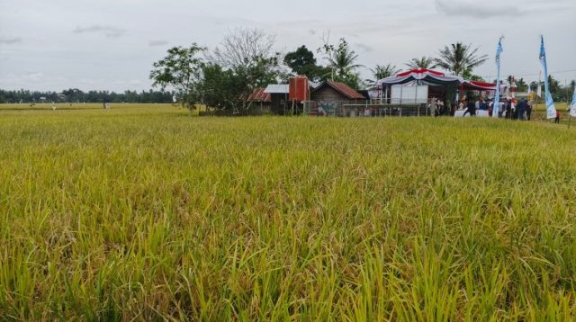 Sawah di Desa Sumber Sari
