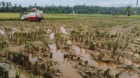 Potret lahan Pasca Panen di Desa Sumber Sari, Kecamatan Loa Kulu