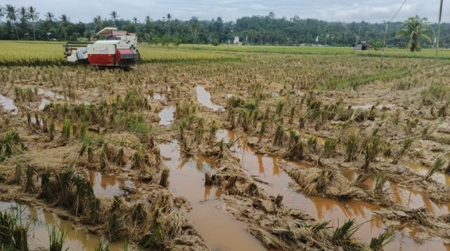 Potret lahan Pasca Panen di Desa Sumber Sari, Kecamatan Loa Kulu