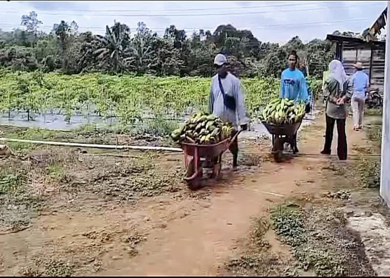 Keseharian Petani di Desa Kota Bangun Ulu