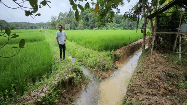 Pertanian padi sawah (kiki/Lingkarkaltim)