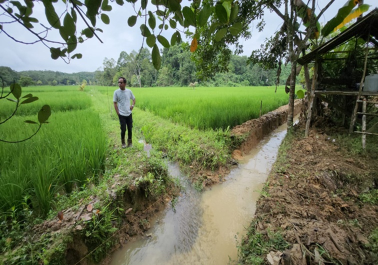 Pertanian padi sawah (kiki/Lingkarkaltim)