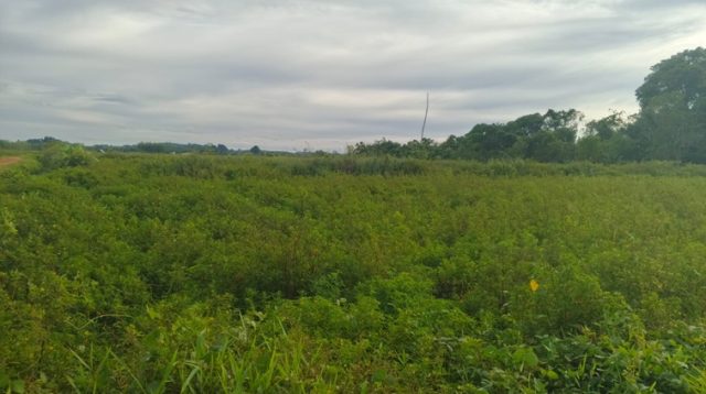 Lahan Tidur di Kelurahan Loa Ipuh