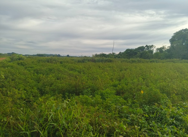Lahan Tidur di Kelurahan Loa Ipuh