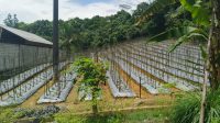 Progres Pertanian Hortikultura Milik Warga di Tenggarong Seberang