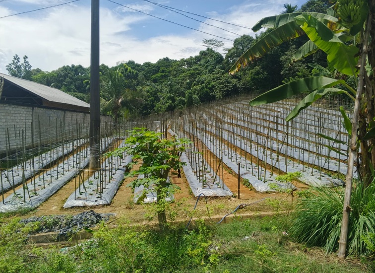 Progres Pertanian Hortikultura Milik Warga di Tenggarong Seberang