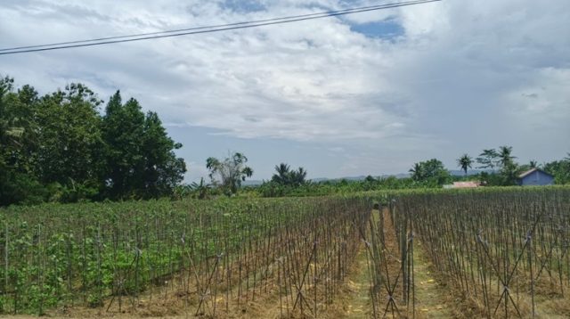 Potret Pertanian di Tenggarong Seberang