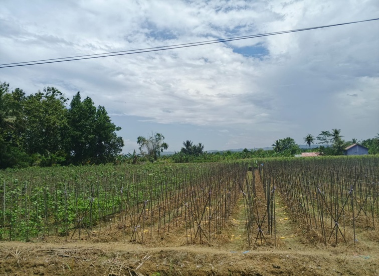 Potret Pertanian di Tenggarong Seberang