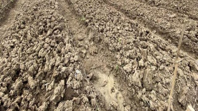 Pemanfaatan Lahan Eks Tambang di Salah Satu Wilayah Kukar untuk Pertanian