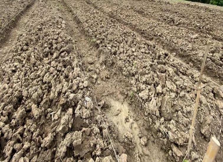 Pemanfaatan Lahan Eks Tambang di Salah Satu Wilayah Kukar untuk Pertanian