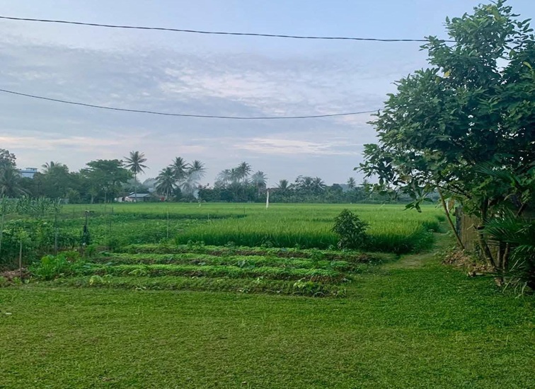 Lahan Pertanian di Tenggarong Seberang