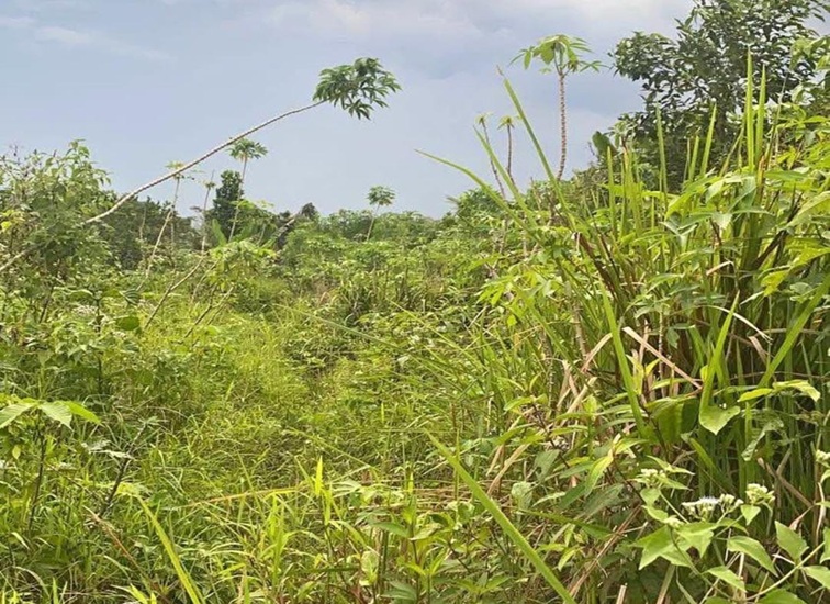 Salah Satu Lahan yang tidak Dimanfaatkan di Wilayah Tenggarong