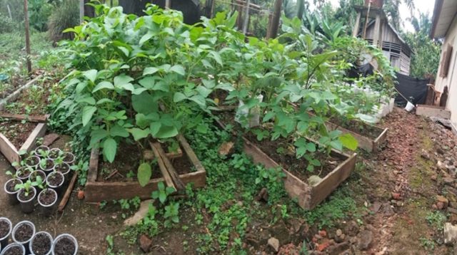 Pemanfaatan Pekarangan Rumah oleh Salah Satu Warga di Kukar