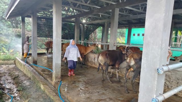 Peternak di Kecamatan Tenggarong Seberang tengah memberi pakan sapi di kandang penggemukan.