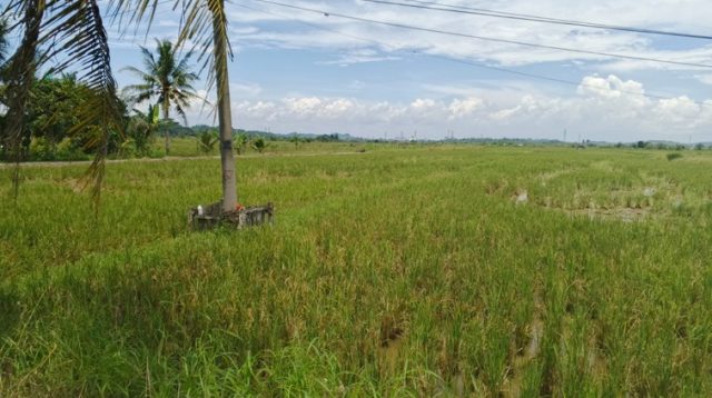 Potret Sawah di Tenggarong Seberang
