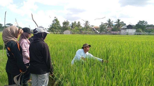 Kegiatan Petani Muda di Samboja
