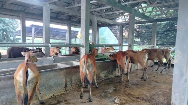Peternakan Sapi Milik Poktan di Kukar