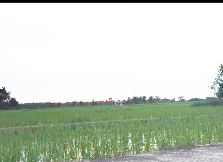 Sawah milik Warga di Kecamatan Muara Kaman