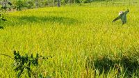 Sawah Hamparan Sawah di Salah Satu Wilayah Kukar
