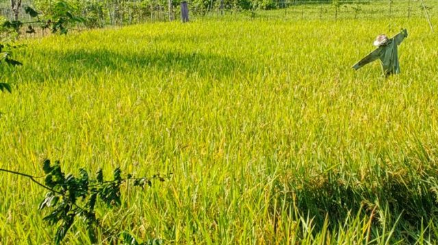 Hamparan Sawah di Salah Satu Wilayah Kukar