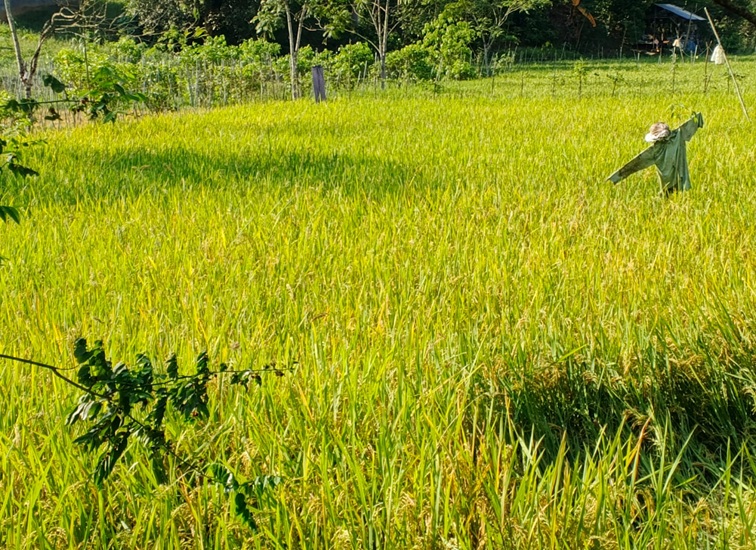 Hamparan Sawah di Salah Satu Wilayah Kukar