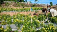 Kebun Cabai Milik Warga di Tenggarong