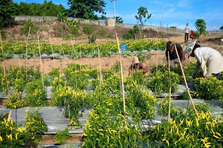 Kebun Cabai Milik Warga di Tenggarong
