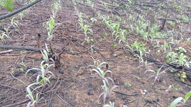 Pertanian jagung (kiki/Lingkarkaltim)