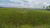 Sawah Milik Warga di Tenggarong Seberang