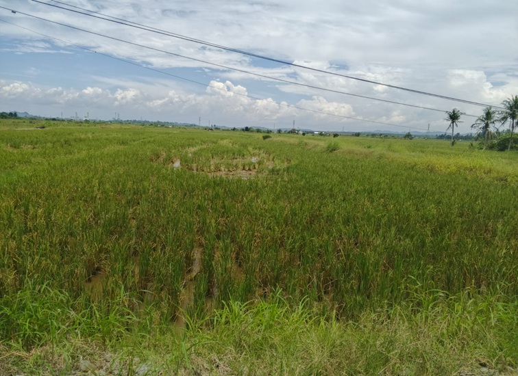 Sawah Milik Warga di Tenggarong Seberang
