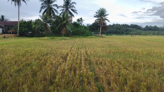 Hamparan Sawah di Kukar